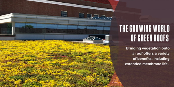 The growing world of green roofs
